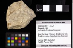 Foto (Objekt + Etiketten) von Decapoda indet. 